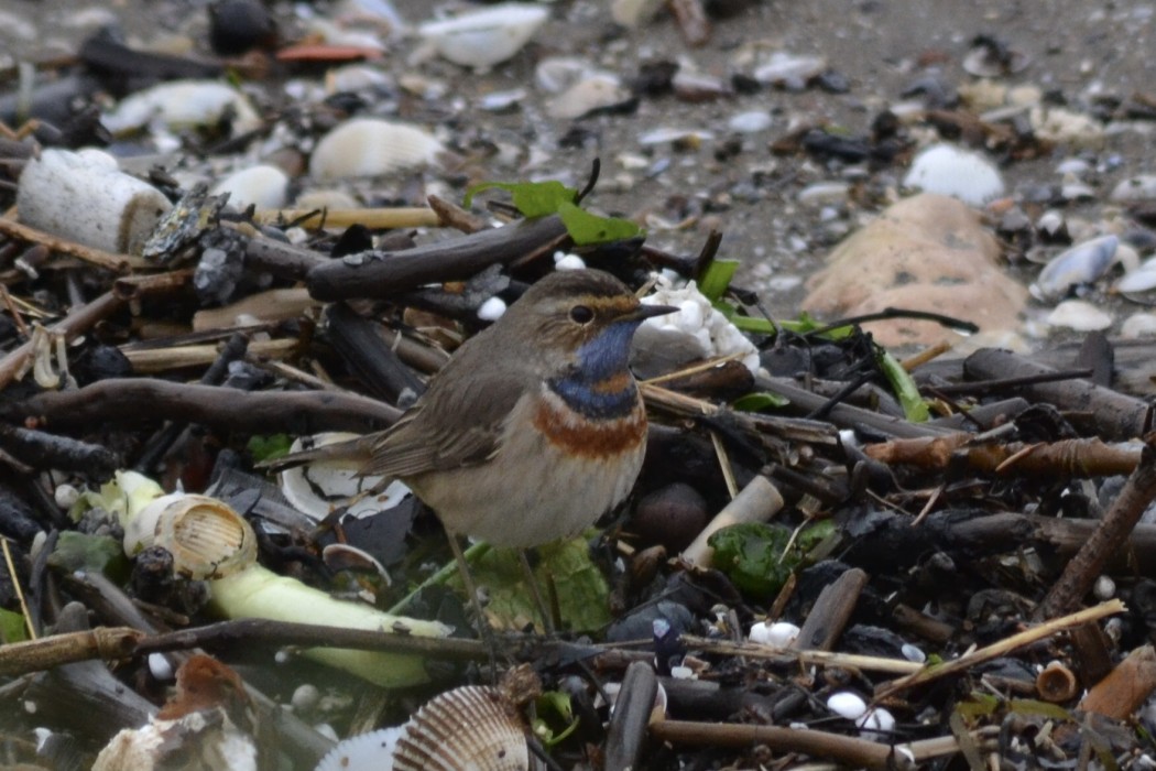 Bluethroat