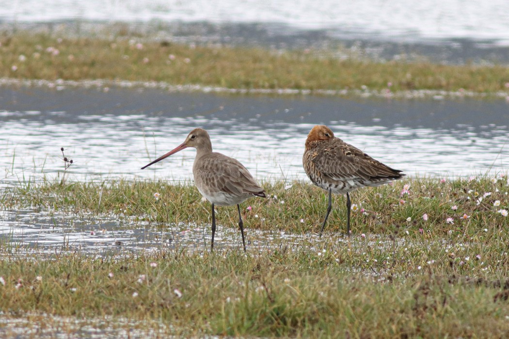 Black-tailed Godwit