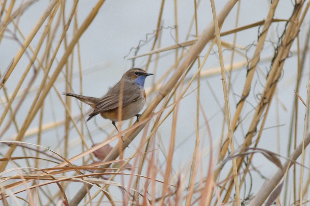 Bluethroat