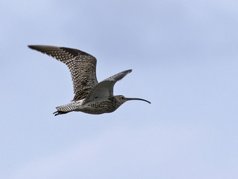 Eurasian Curlew