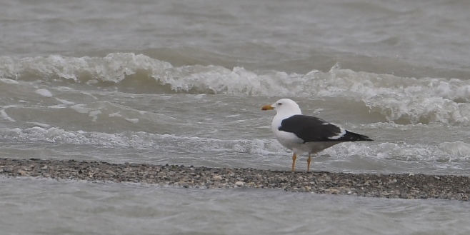 Lesser Black-backed Gull