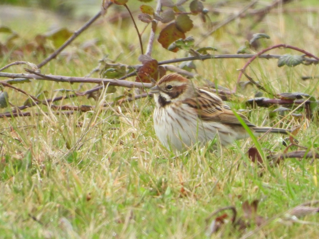 Common Reed Bunting