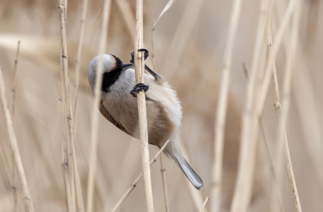 Eurasian Penduline Tit