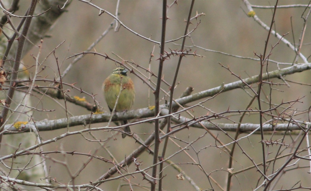 Cirl Bunting