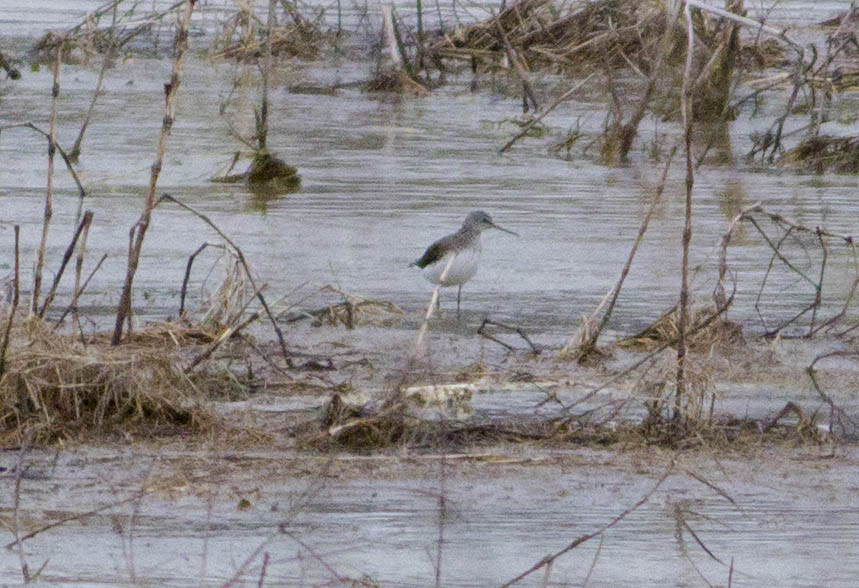 Marsh Sandpiper