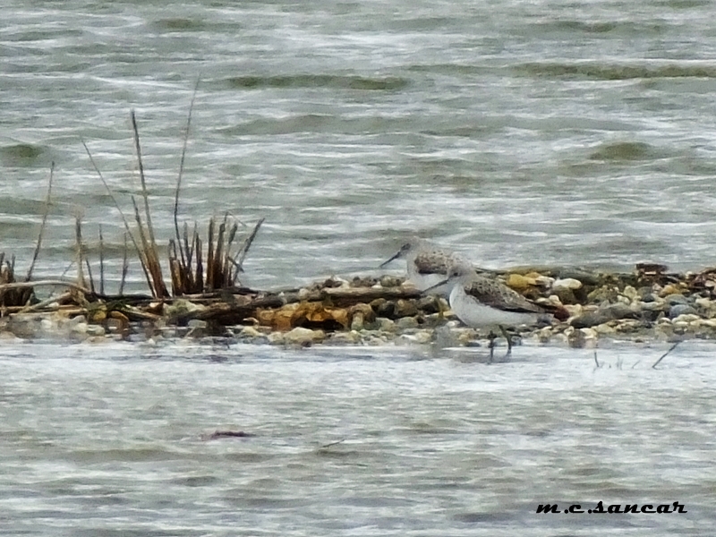 Marsh Sandpiper