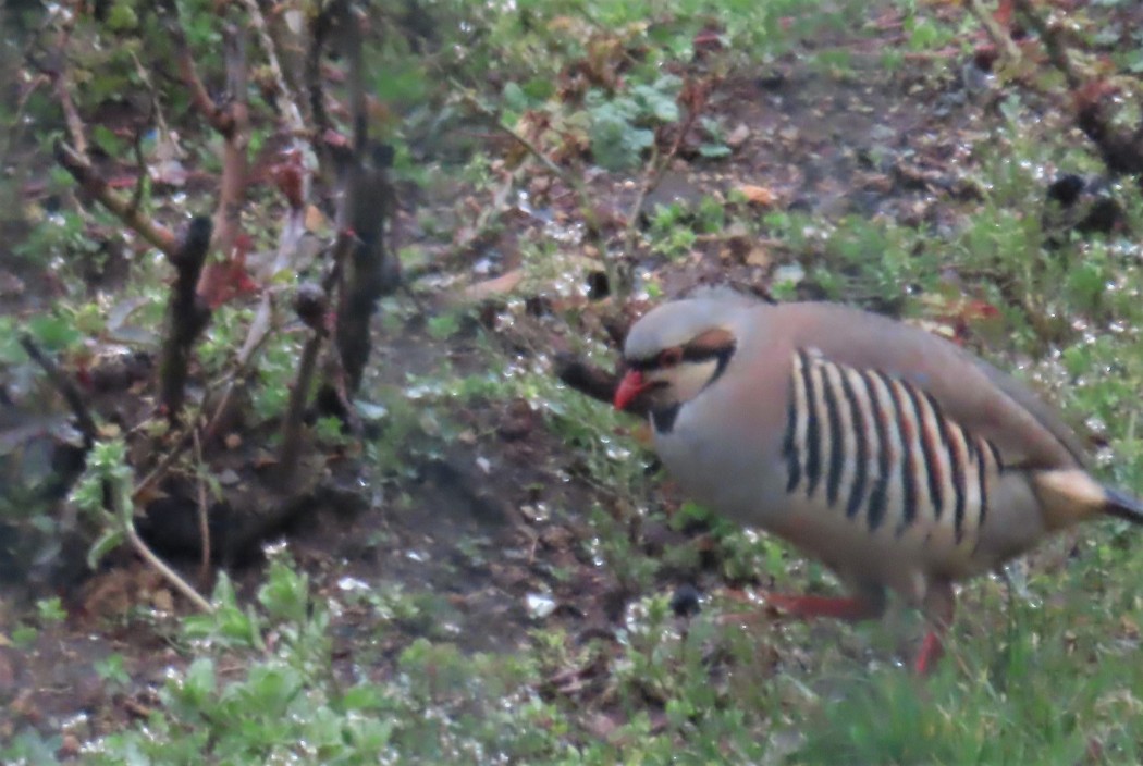 Chukar Partridge