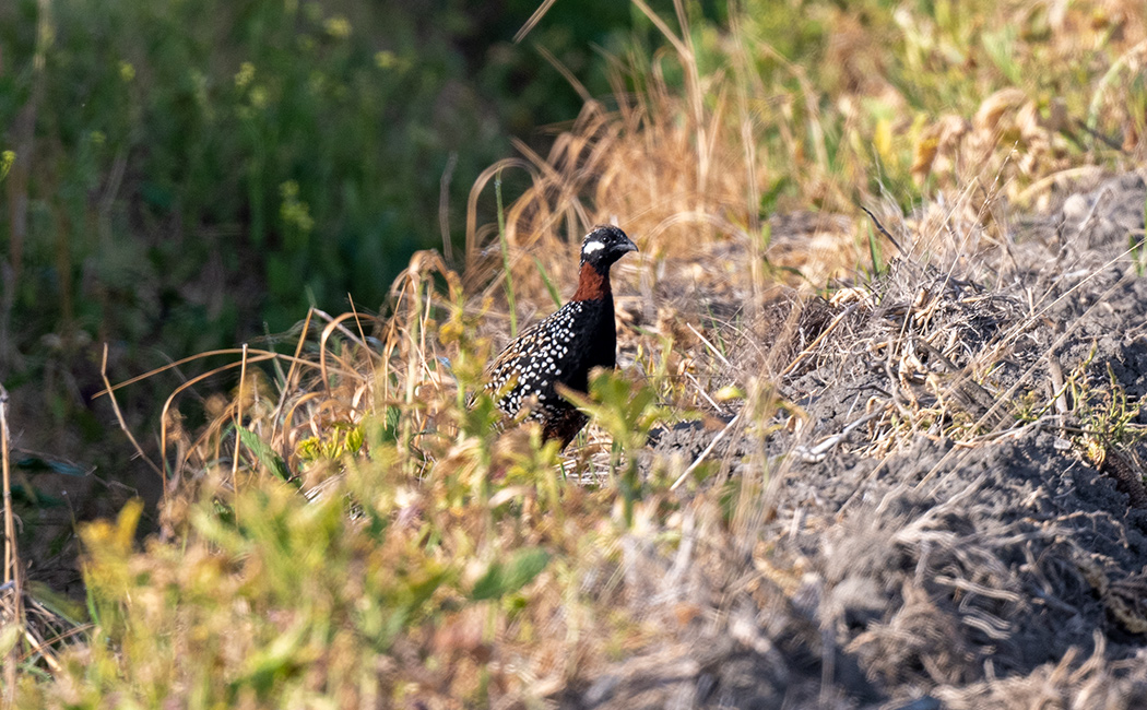 Black Francolin