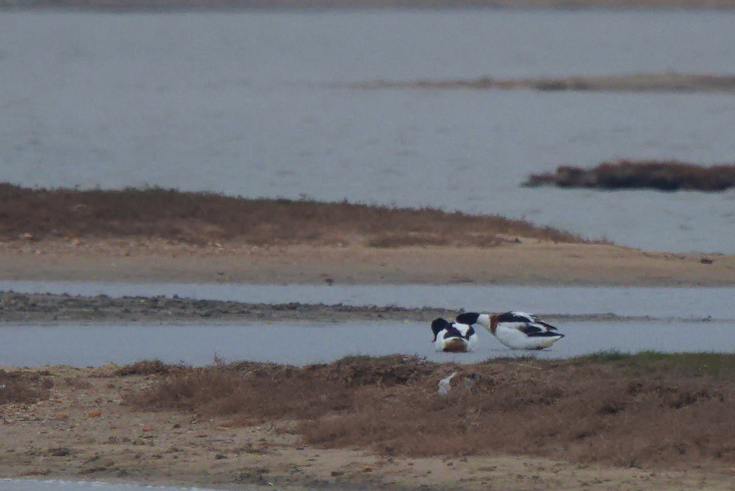 Common Shelduck