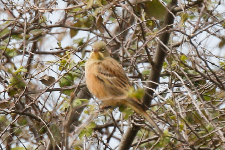 Ortolan Bunting