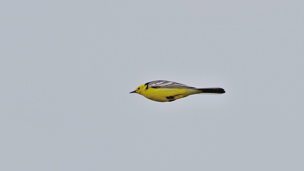 Citrine Wagtail