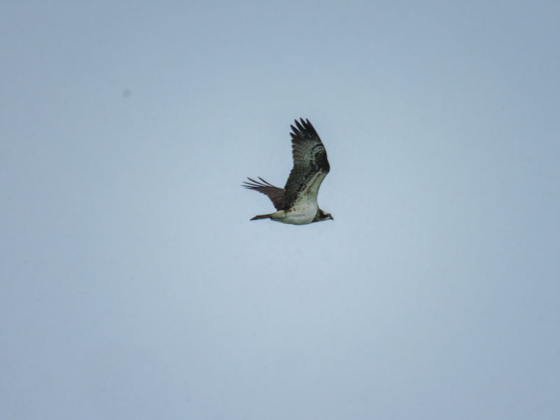 Osprey