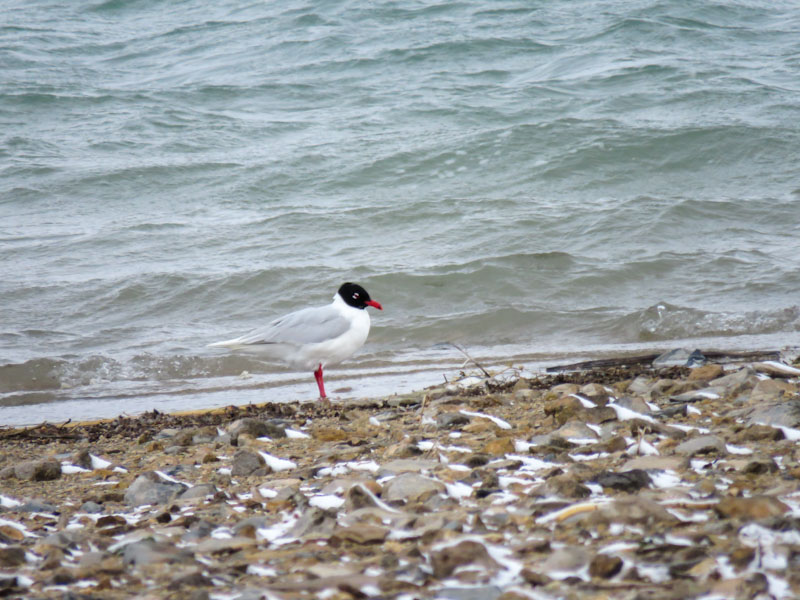 Mediterranean Gull