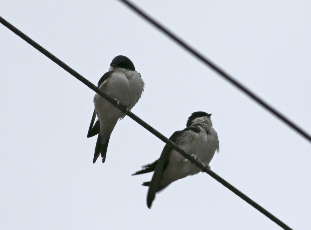 Common House Martin