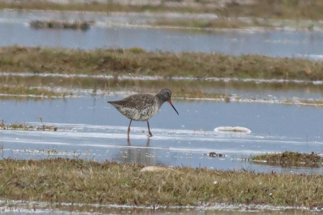 Spotted Redshank