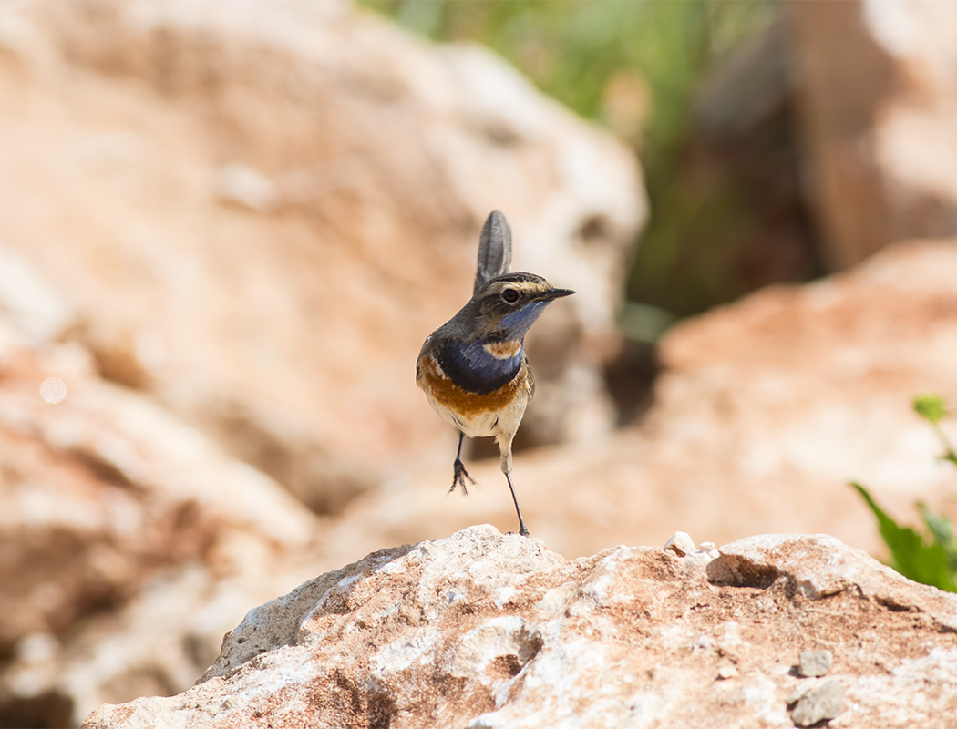 Bluethroat