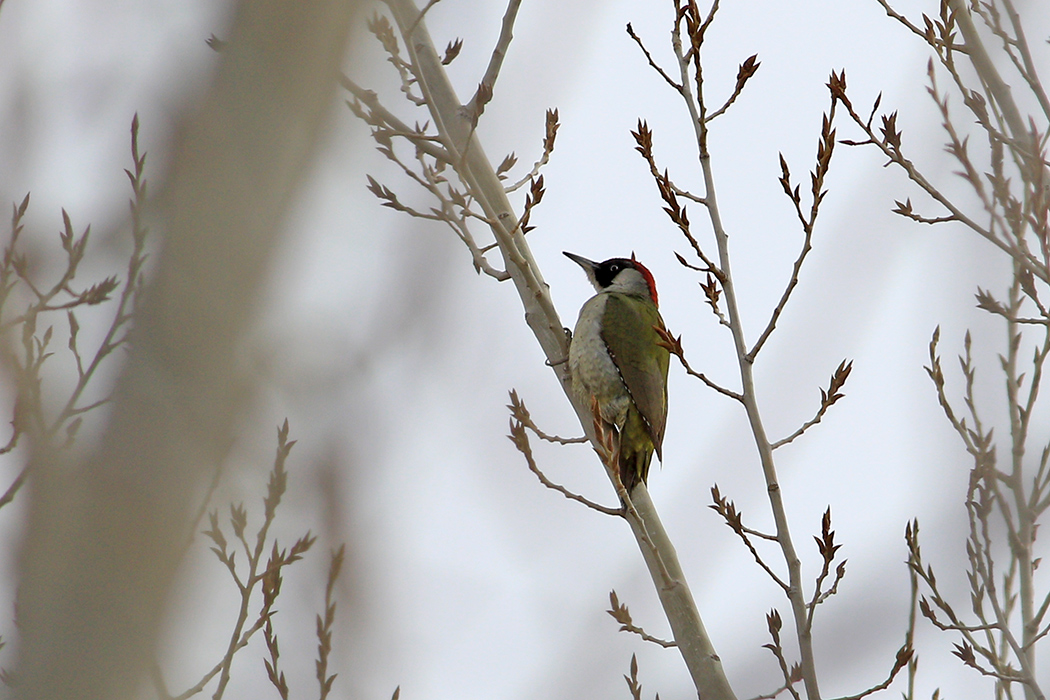 European Green Woodpecker