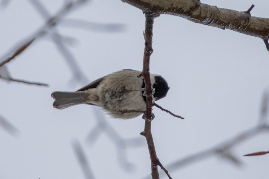 Sombre Tit