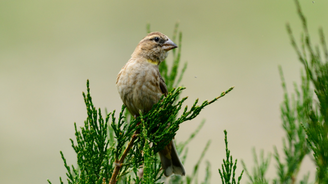 Rock Sparrow