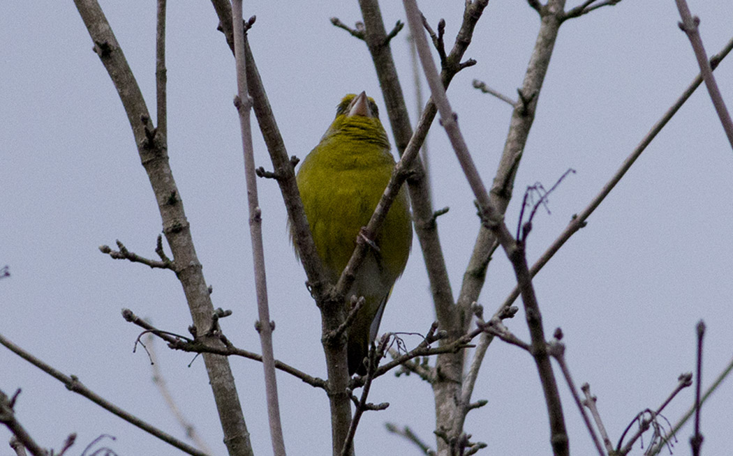 European Greenfinch