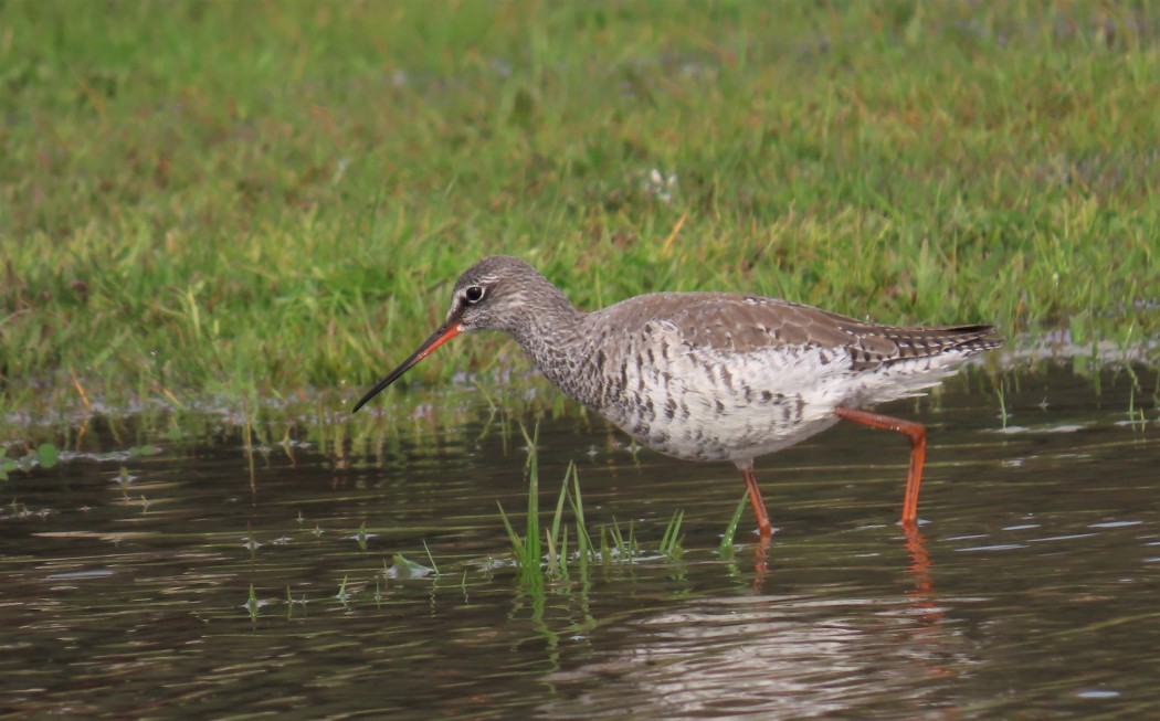 Spotted Redshank