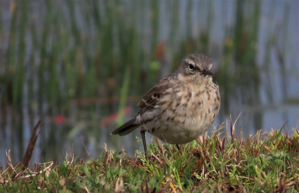 Water Pipit