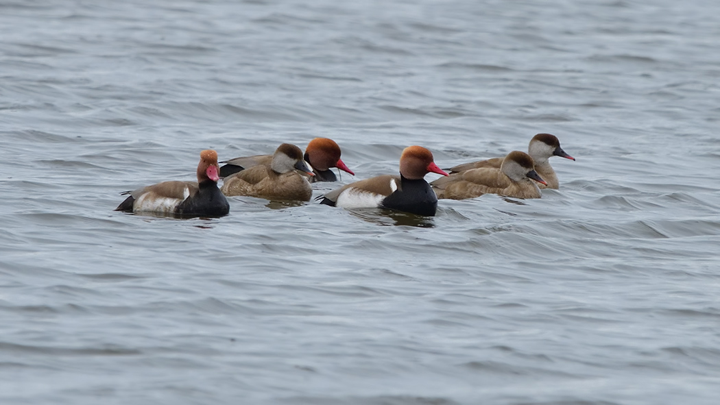 Red-crested Pochard