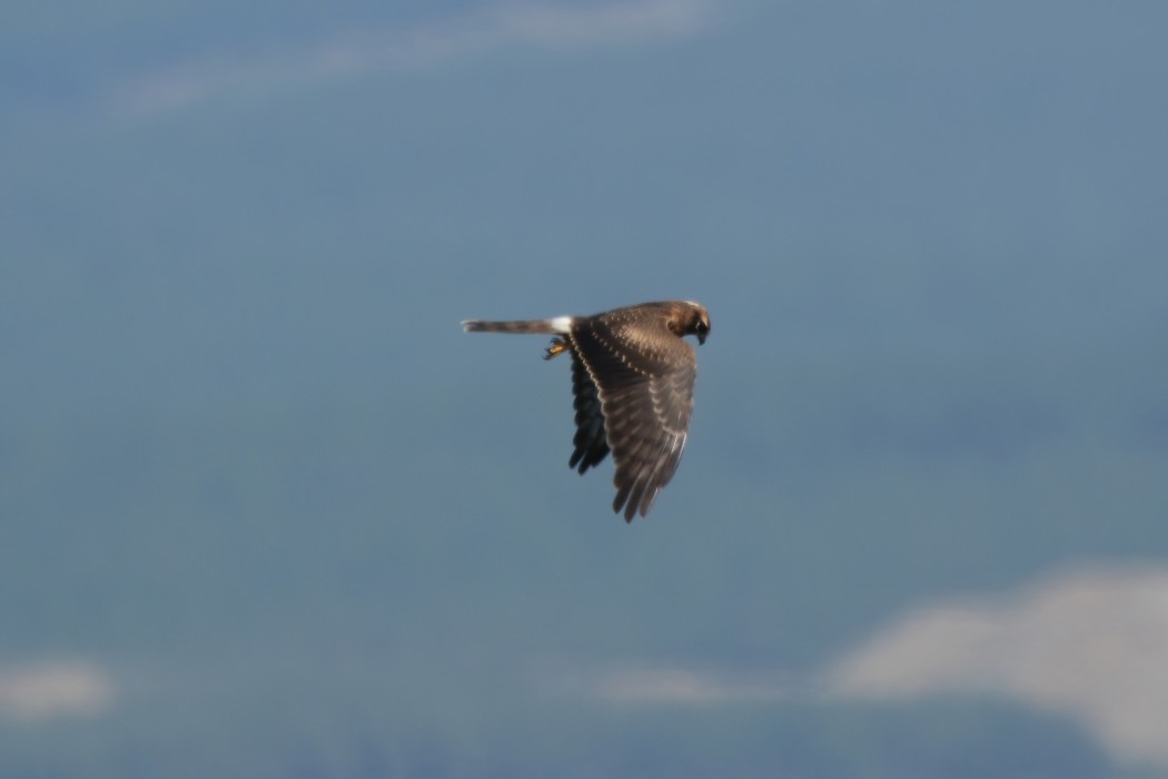 Montagu`s Harrier