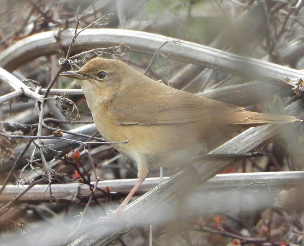 Savi`s Warbler