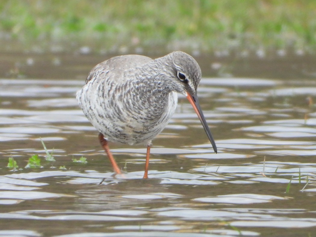Spotted Redshank