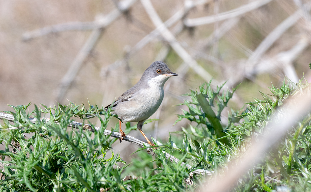 Subalpine Warbler