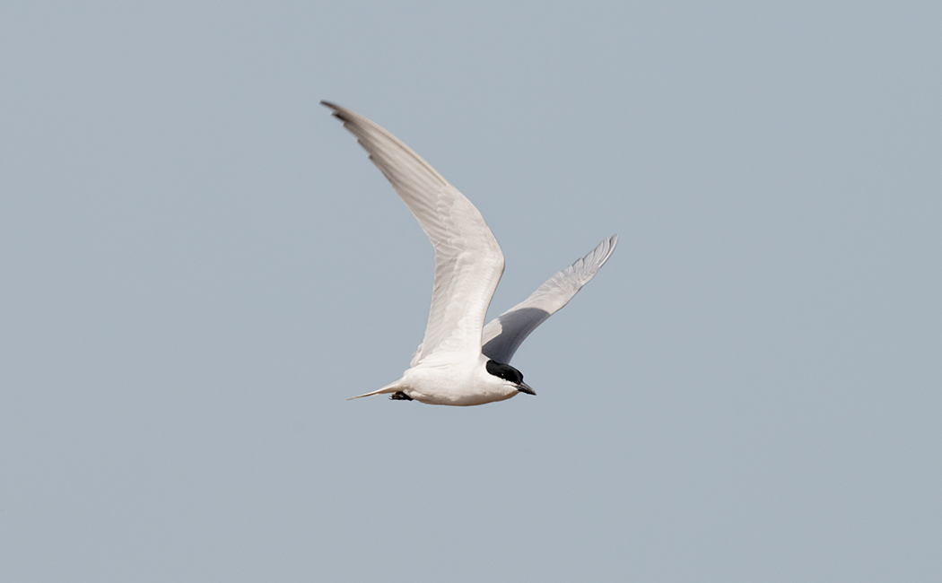 Gull-billed Tern