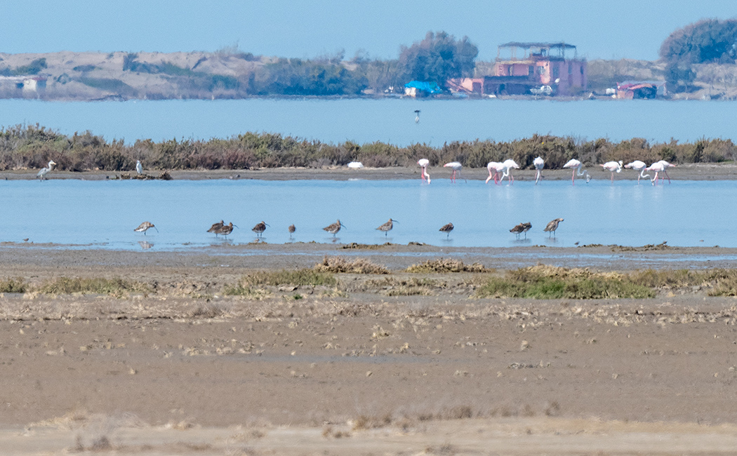 Eurasian Curlew