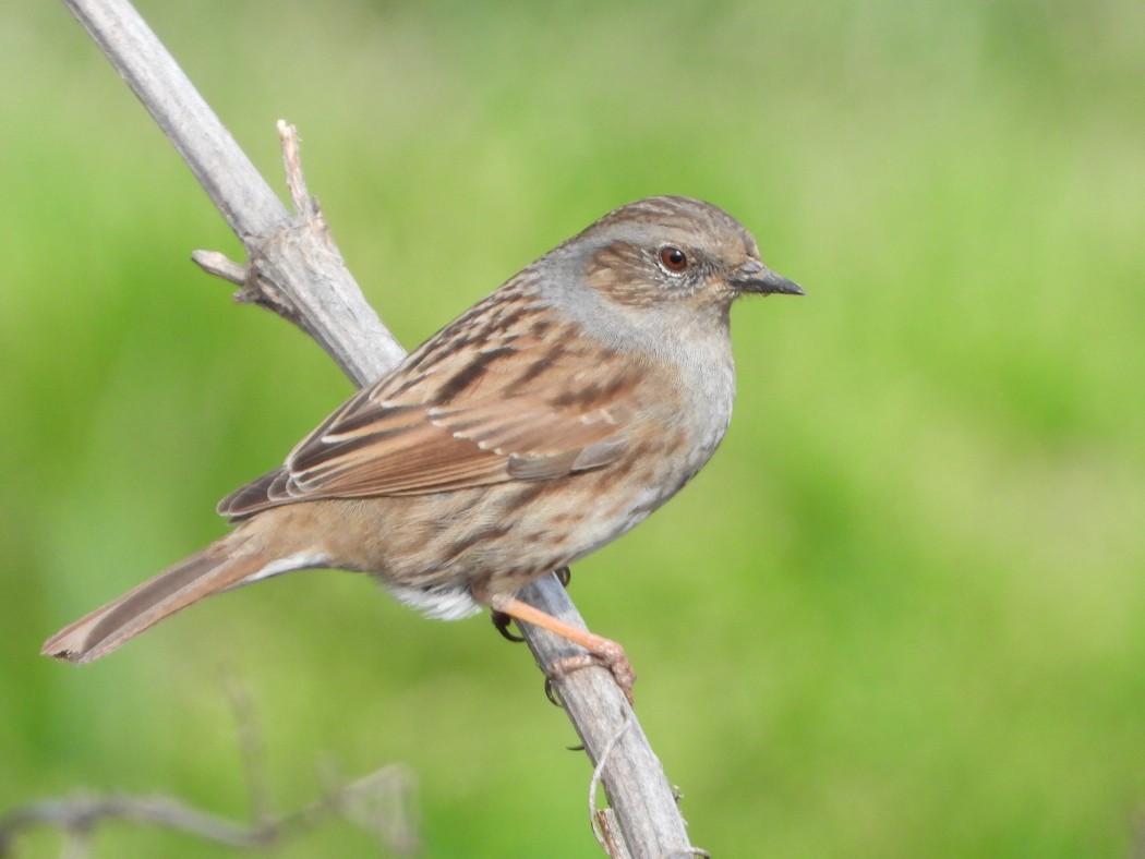 Dunnock