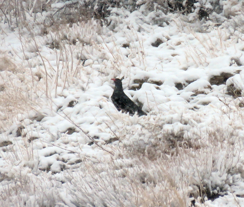 Red-billed Chough