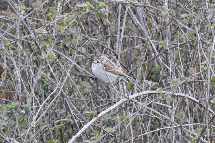 Common Reed Bunting
