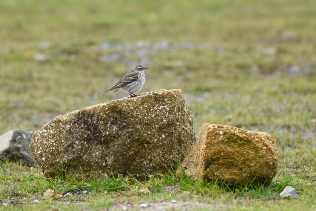 Water Pipit