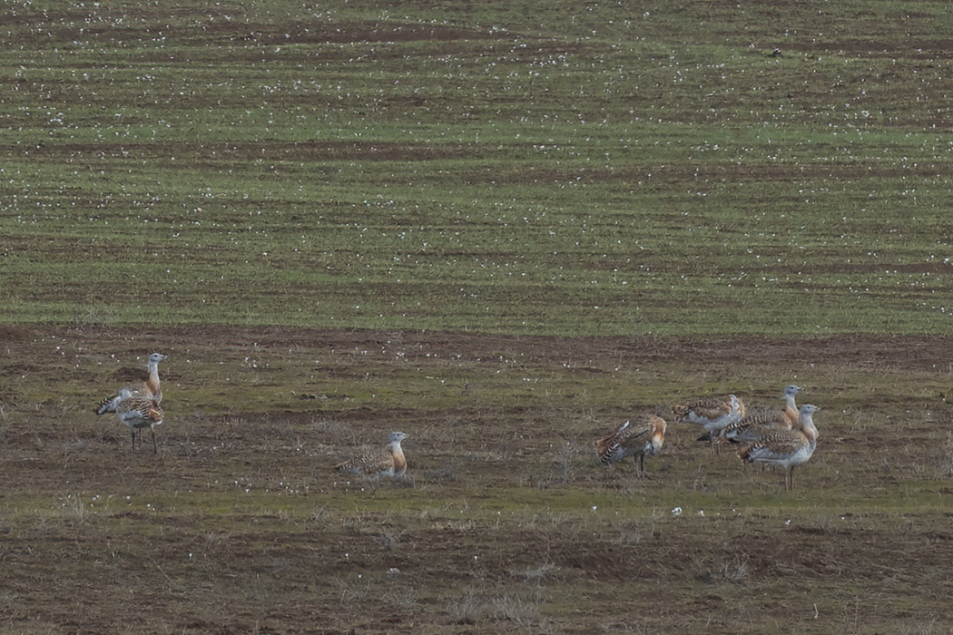 Great Bustard