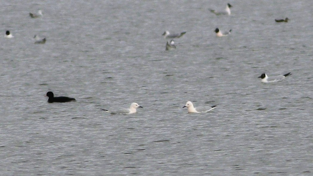 Slender-billed Gull