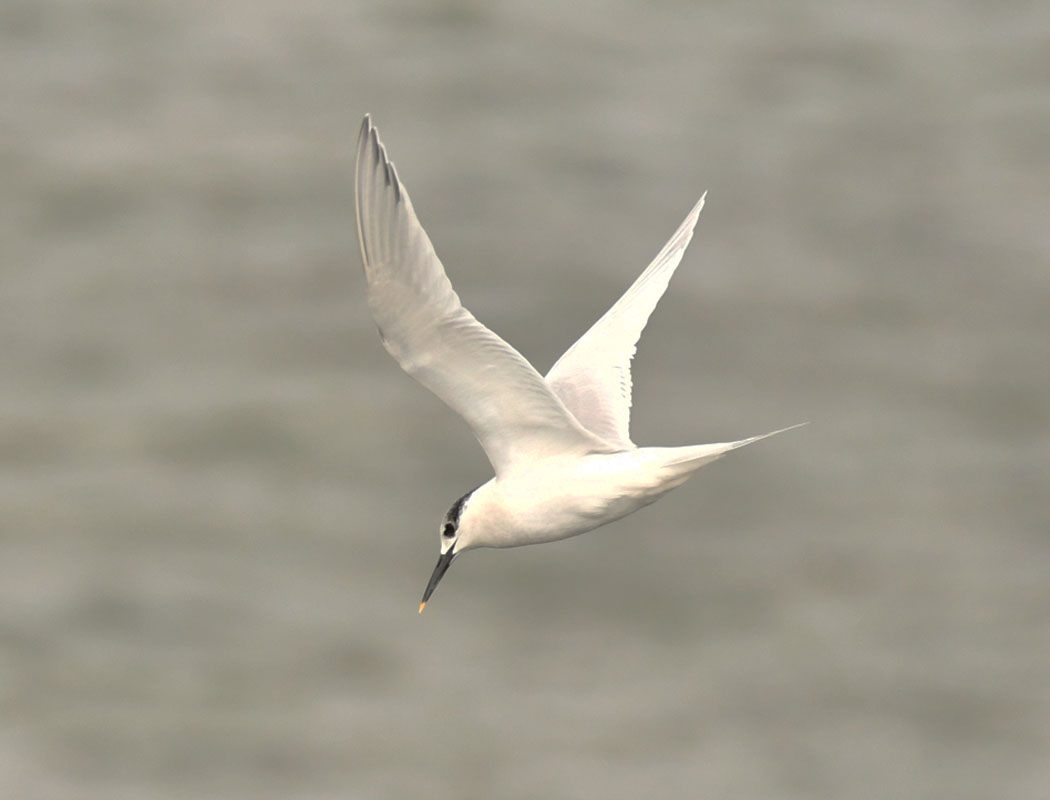 Sandwich Tern