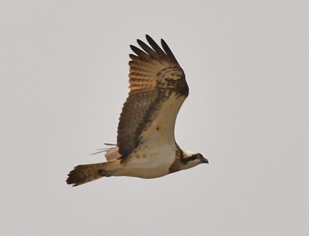 Osprey