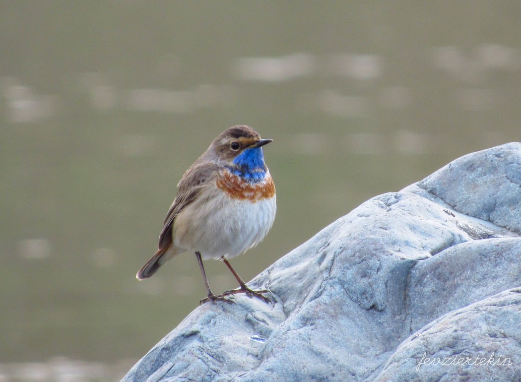 Bluethroat