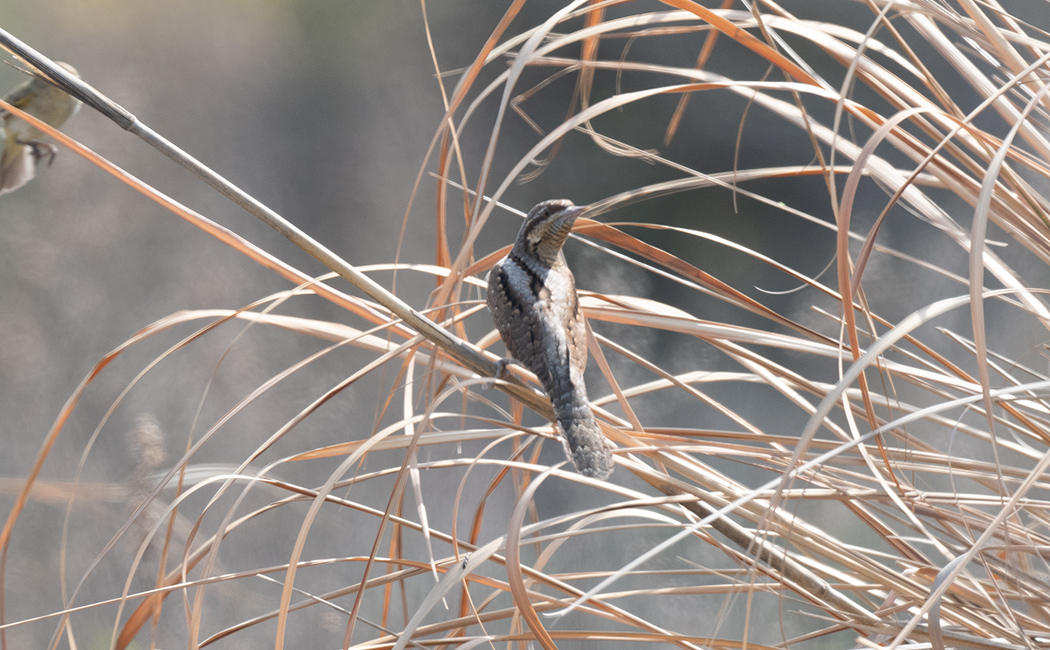 Eurasian Wryneck