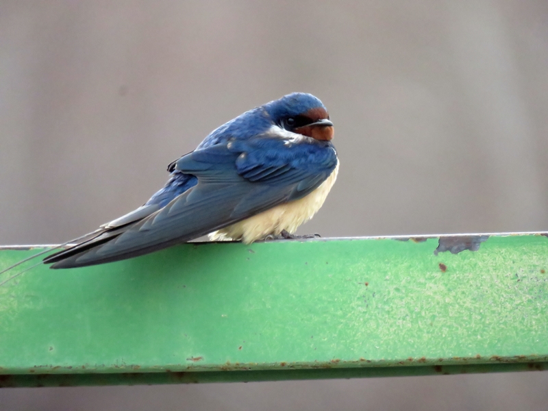 Barn Swallow