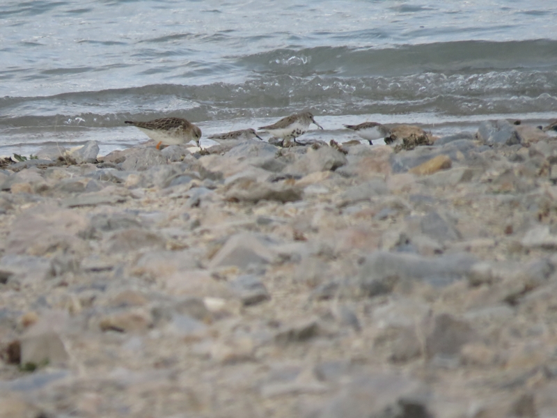 Dunlin