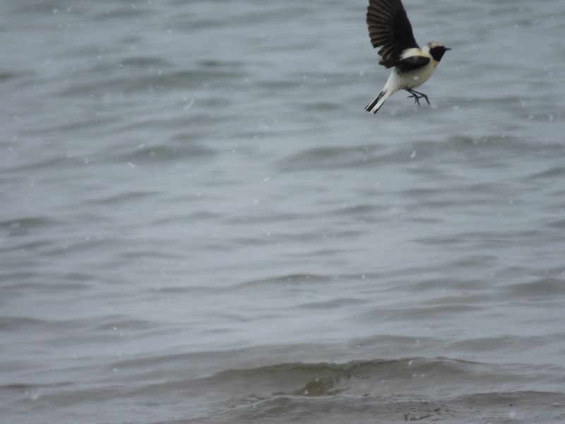 Black-eared Wheatear