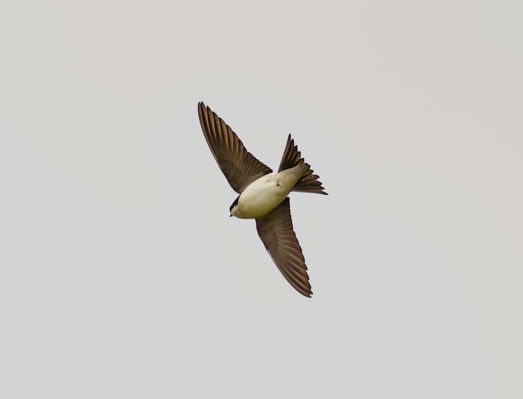 Common House Martin