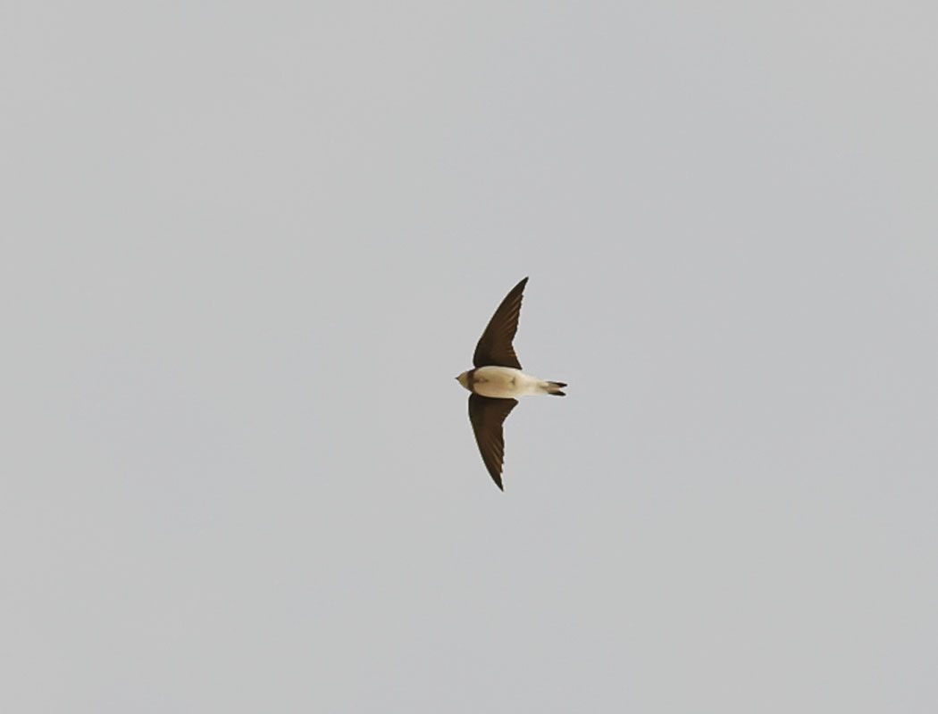 Sand Martin
