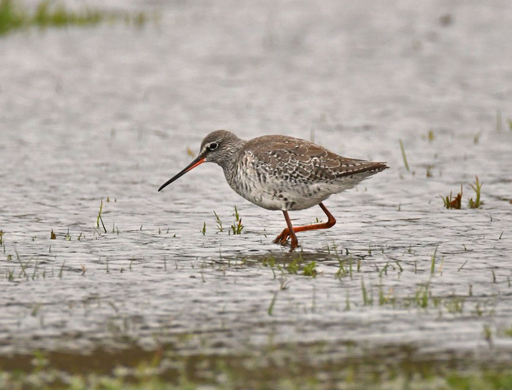 Spotted Redshank
