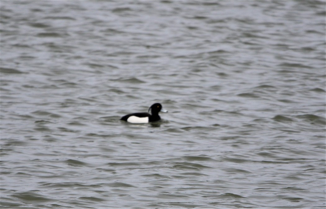 Tufted Duck
